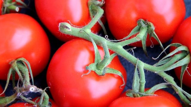 1 КАПЛЯ И ТОМАТЫ ЗАВАЛЮТ ВАС УРОЖАЕМ