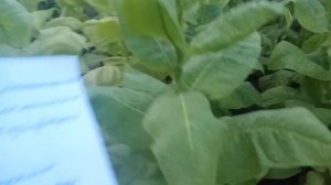 Обзор сорта Вирджиния 202 (Virginia 202)