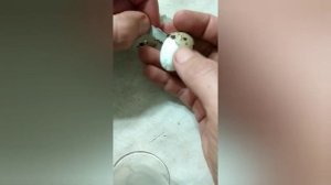 ЛАЙФХАК! Как быстро почистить варёные перепелиные яйца!!