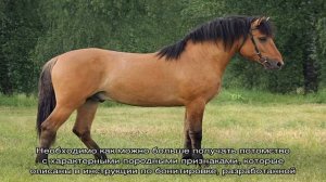 Преобразование вятской породы лошадей