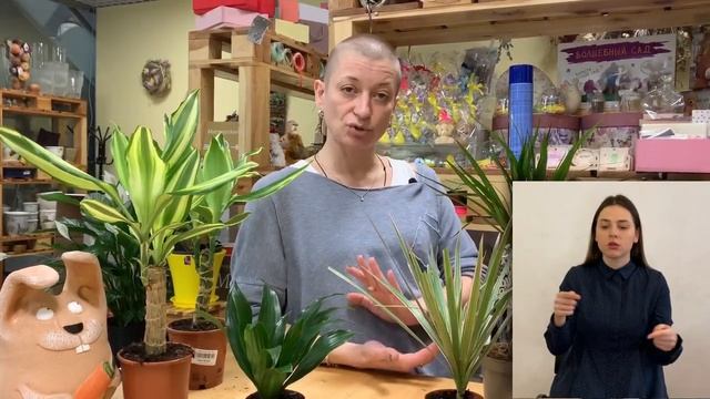Драцена - знакомая незнакомка { СУРДОПЕРЕВОД } Комнатное растение для дома и офиса смотреть онлайн