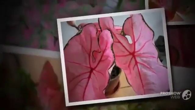 Цветы Каладиум (Caladium flower)