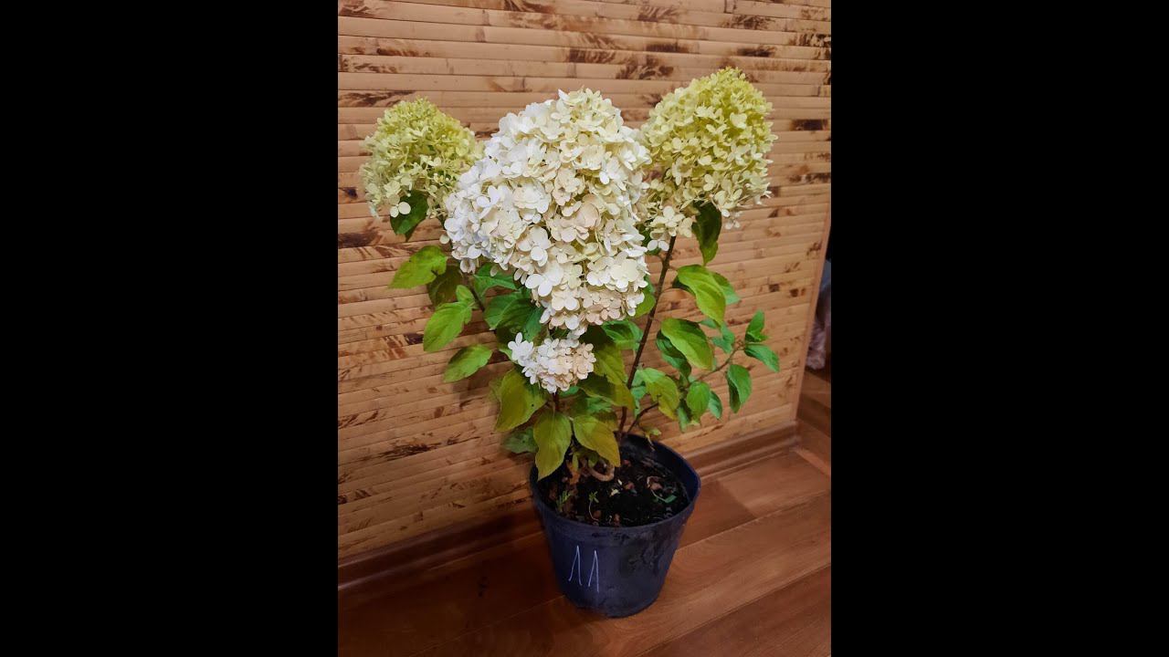 Как я отправляю гортензии Почтой России. Список для заказа по России под видео. смотреть онлайн