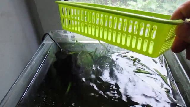 Как выловить малька гуппи из общего аквариума