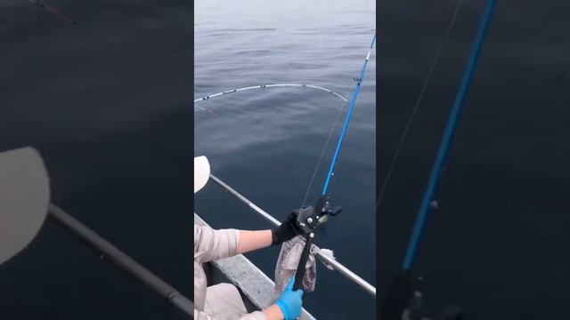 рыбалка во Владивостоке, запись по телефону 89245246006 смотреть онлайн