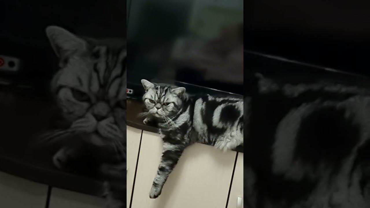 КОТ ПАХАН!!!