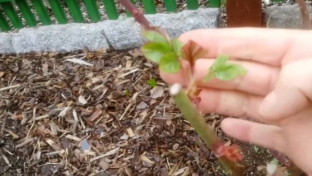 Дача. тюльпаны, розы, пионы. Февральский обзор. смотреть онлайн