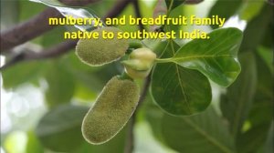 Jackfruit Plants (Artocarpus heterophyllus)