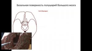 Строение конечного мозга. Рельеф плаща