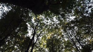 Полевой тест PIGO Lite