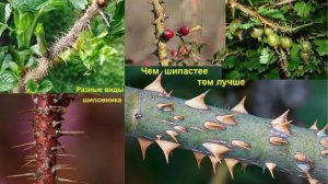 Посадка лилий с защитой от мышей