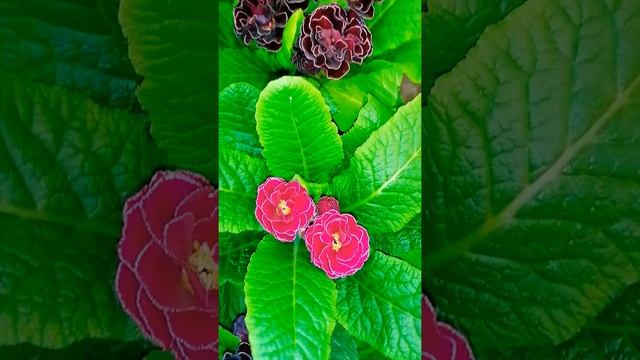 Double flowered Primrose, Primula acaulis