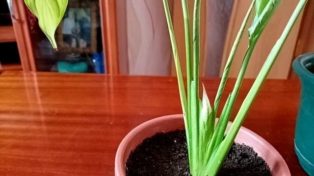 Мои комнатные цветы. Пересадка спатифиллума.