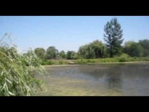 TV-Мингрельская-Гибель рыбы в р.Сухой Аушедз