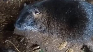 Нутрия домашнее содержание. Говорим о породах и формировании семьи из молодых самок