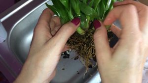 Пересадка онцидиума Твинкл. Улитки в корнях!!! Перевод в открытую систему в воде с просушкой.