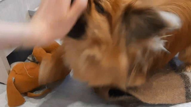 пекинес атакует/ crazy dog смотреть онлайн