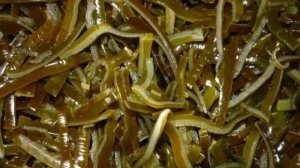 морская капуста польза