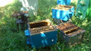 Как выставлять вощину в корпусных ульях