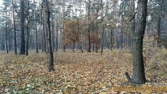 ПОЗДНЯЯ ОСЕНЬ (МУЗЫКА И ДЕКЛАМАЦИЯ АВТОРА) смотреть онлайн