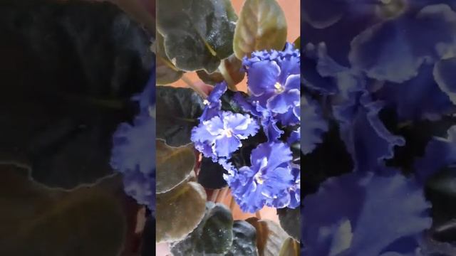 Фиалка спорт- АЕ Синий эдельвейс. Второе цветение/Violet sport - AE Blue edelweiss. Second bloom.