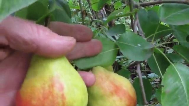 Груша Банкетная смотреть онлайн