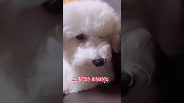 Советы от Бонни