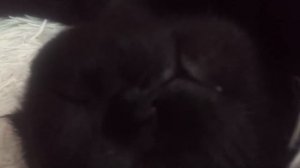 Скотиш Фолд (шотландец) особенности храпа