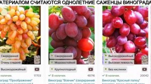 Винные Сорта Винограда