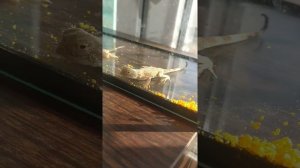 Ушастые круглоголовки вертихвостки