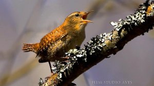 Крапивник (Troglodytes troglodytes)