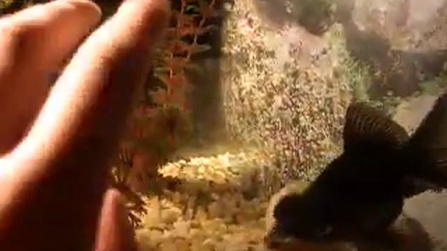 Gold fish (Teleskop) смотреть онлайн