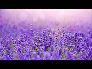 Природные решения для вашего здоровья