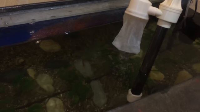 Сифон для аквариума на батарейках Jeneca AS-615A, тестирование! смотреть онлайн