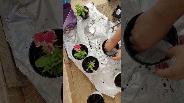 Repotting my petunia plants
(4 Different colour flowers) смотреть онлайн