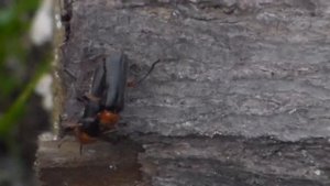 Любовь жуков. Весенние жуки группируются парами))) Bugs Love