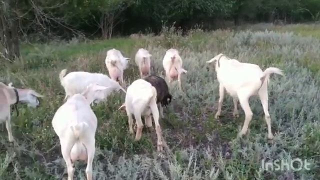 Зачем ?! Жизненный колокольчик ...И до покрытий коз ещё далеко . смотреть онлайн