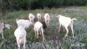 Зачем ?! Жизненный колокольчик ...И до покрытий коз ещё далеко .