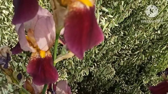 Марина Иванова.МО про ботокс артиста. смотреть онлайн