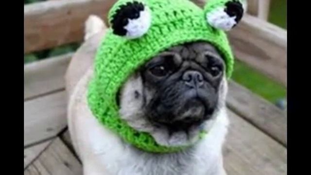 мопсы смотреть онлайн