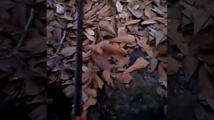 Homelite 3816c coldstart and test cut