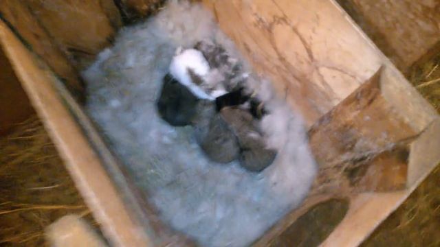 Убираем пух из домиков. Начинаем кормить крольчат.Смотрим, что все живы, включая подсаженных. смотреть онлайн