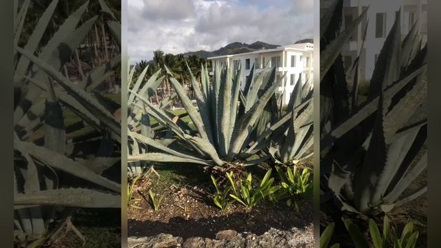 DOMINICAN REPUBLIC | PUERTO PLATA | PLAYA BACHATA RESORT | JUNE 16 2019 смотреть онлайн