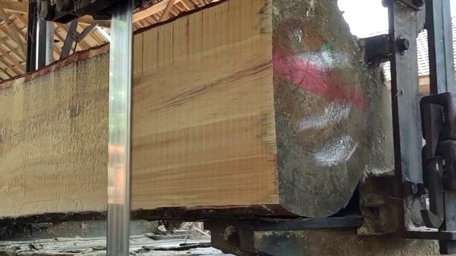 Cutting hard-skinned pine wood like a crocodile with a capital of 25 million