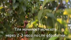 Чем опрыскивать от тли?