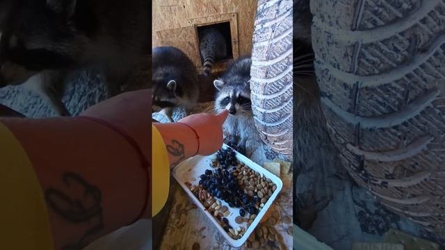 #ямыилюша #енотилюша #помощьбездомнымживотным #raccoon #анапа #reels #енотики #енотики