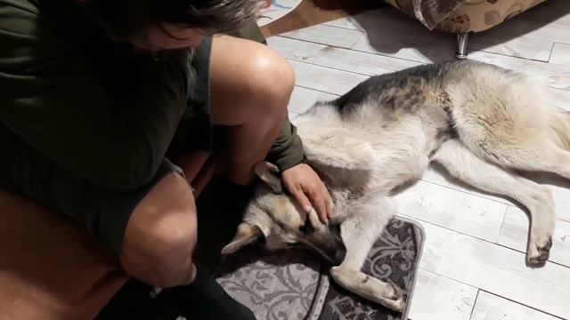 Собака ВЕО 1 год. Почему на цепи? ?. смотреть онлайн