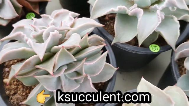 rare Korean succulents смотреть онлайн