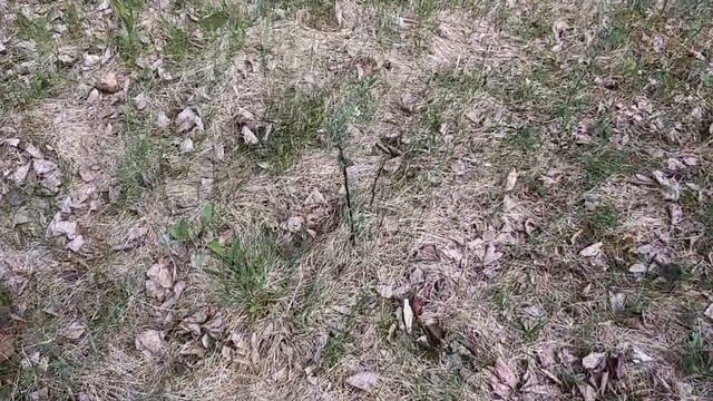 Какие кусты уже не люблю. Дачный разговор с подругами!) смотреть онлайн