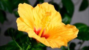 Гибискус комнатный желтый. Купить черенки комнатного гибискуса Kyoto Yellow